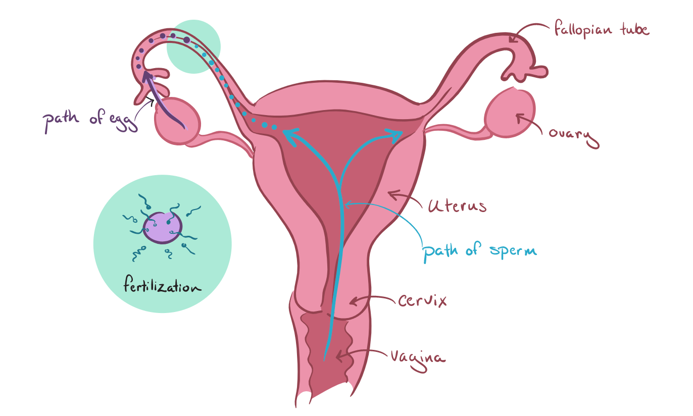 Fellow  A Man's Guide to the Female Reproductive System, Part 1